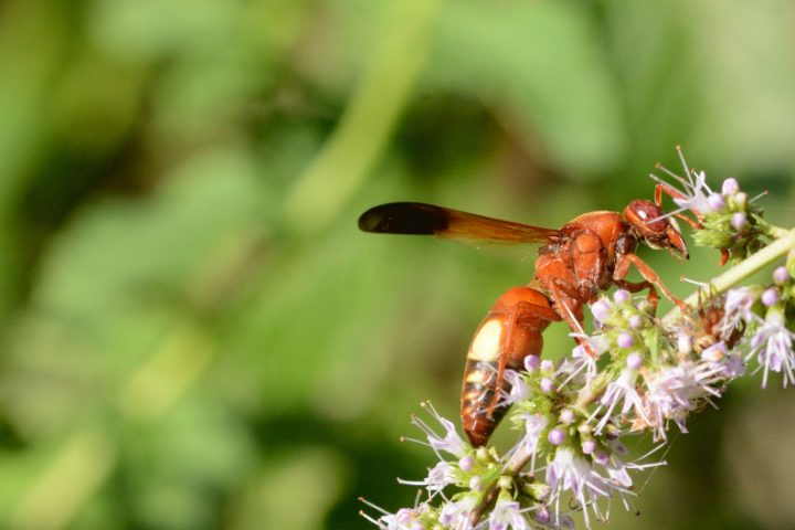 How To Get Rid Of Red Wasps (Even When You Can't Find The Nest)
