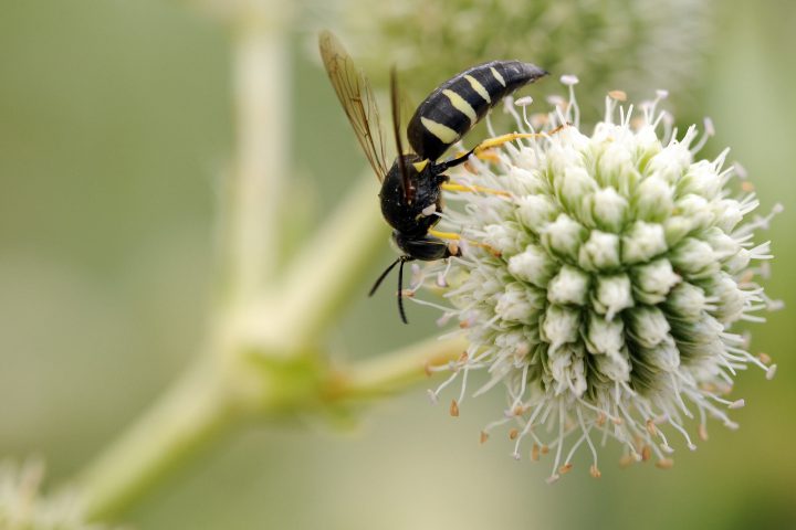What Do Wasps Eat? Truth Revealed
