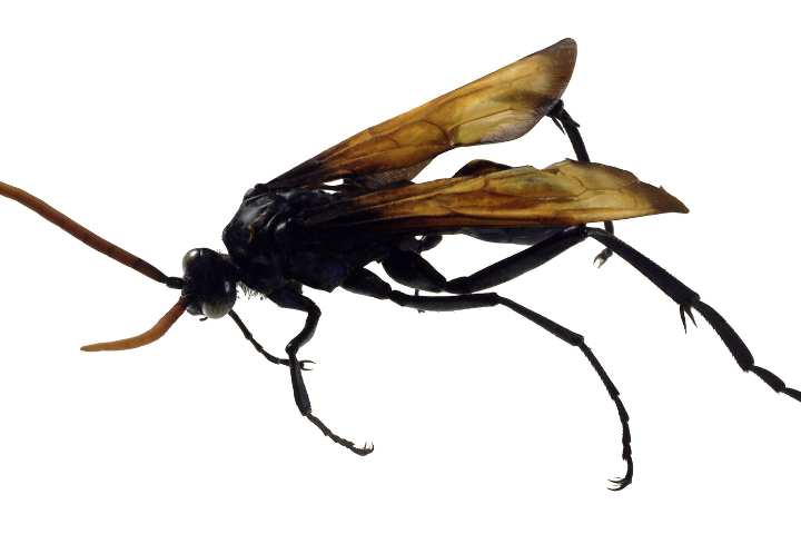 Tarantula Hawk Life Cycle
