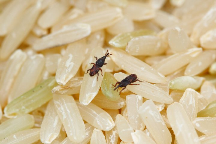 How To Get Rid Of Weevils In My Bedroom? 6 Easy Ways
