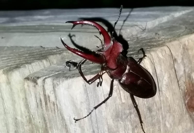 Are They Poisonous?
