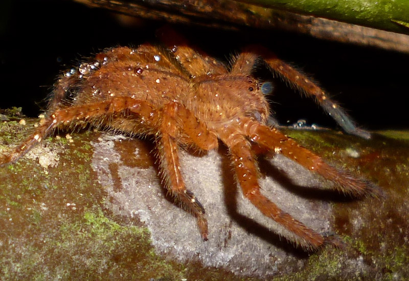 What Are Some of The Other Big Spiders in The World?