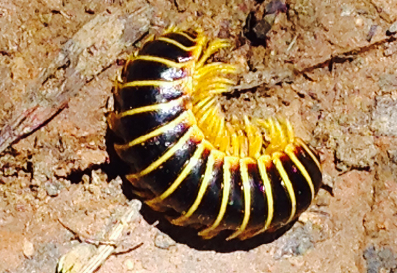 Flat-Backed Millipedes: All You Need To Know