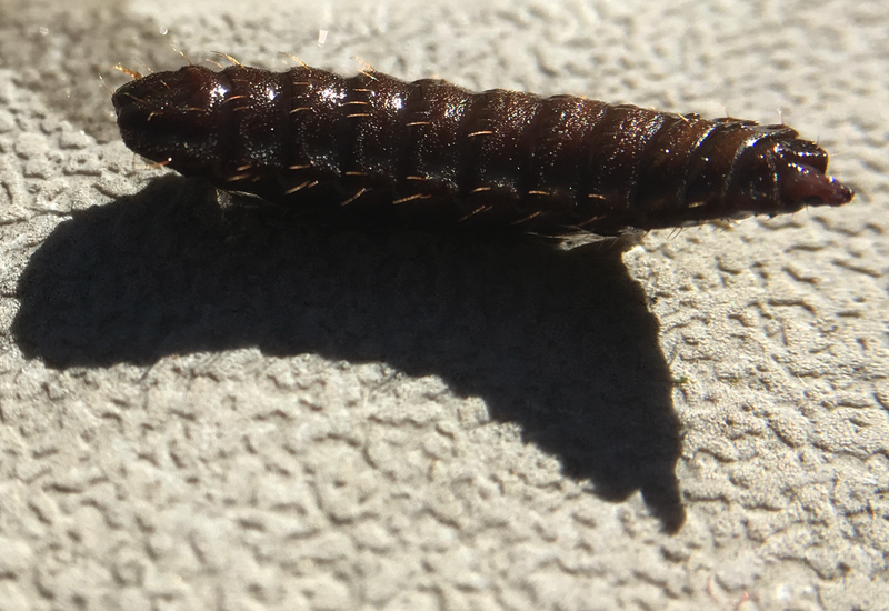What Birds Eat Black Soldier Fly Larvae?