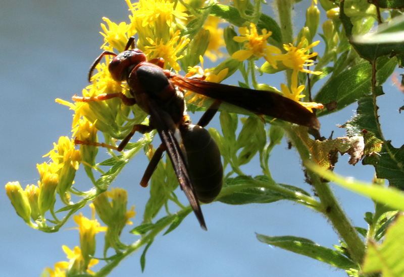 Arabian paper wasps