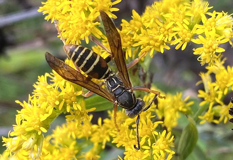 What Does A Paper Wasp Eat?