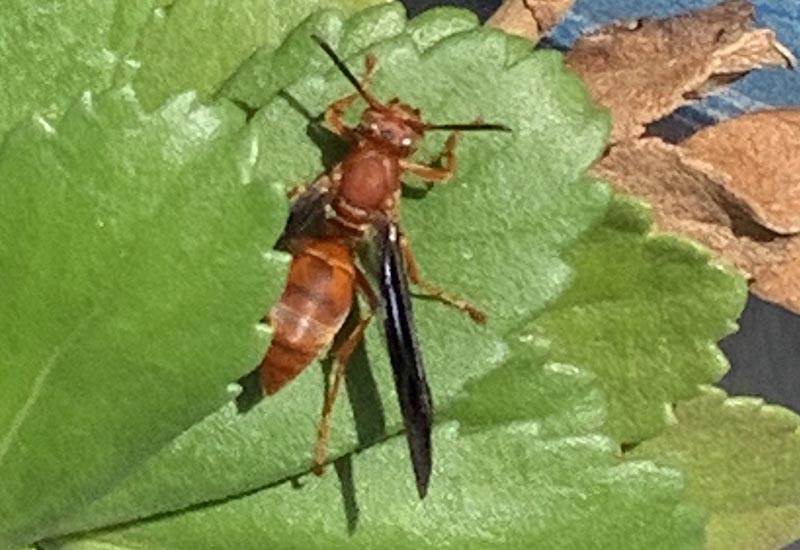 How Do Paper Wasps Make Their Nests