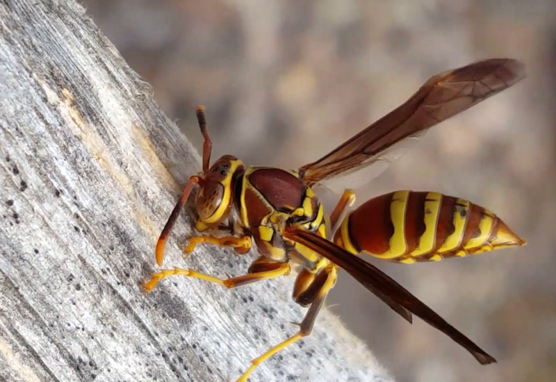 European paper wasps