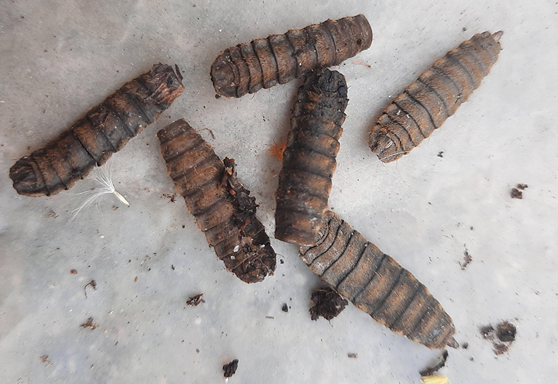 How To Feed BSFL To Chickens?