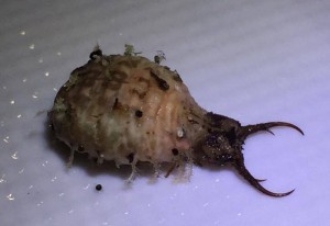 Antlion Life Cycle: Fascinating Stages of Nature’s Master Trapper