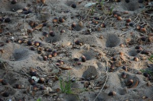 Antlion Habitats and Behavior
