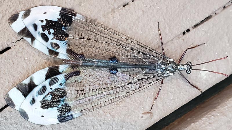 The Reality of Antlions: Harmful or Harmless?