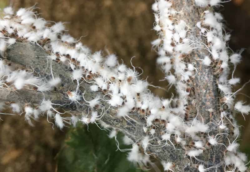 The Benefits for Ants: A Sweet Deal with Additional Protein