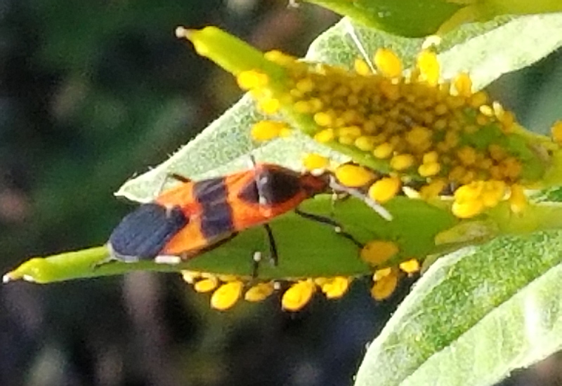 Ant Cow: All You Need to Know – Quick Guide on Their Unique Symbiosis
