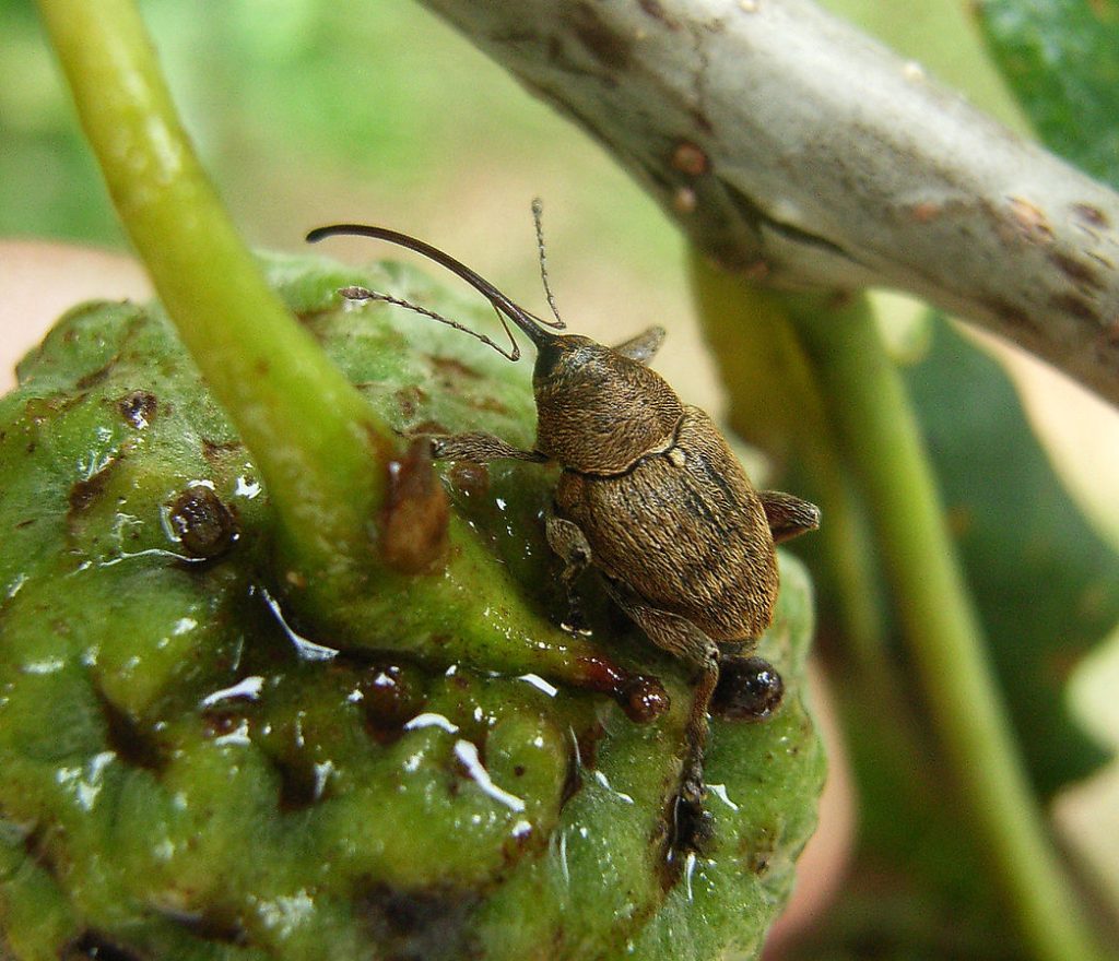 The Essential Guide To Acorn Weevils Facts And Insights What s That Bug The Essential Guide To Acorn Weevils Facts And Insights What s That Bug