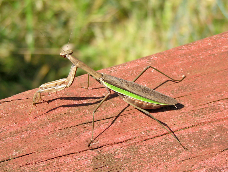 Asian Mantis vs Carolina Mantis