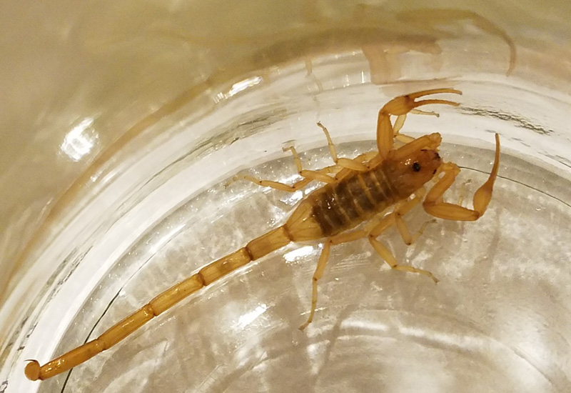 Arizona Bark Scorpion Sting: Quick Facts and Effective Treatments
