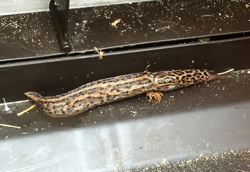 Are Leopard Slugs Poisonous? Unveiling the Truth About These Garden Creatures