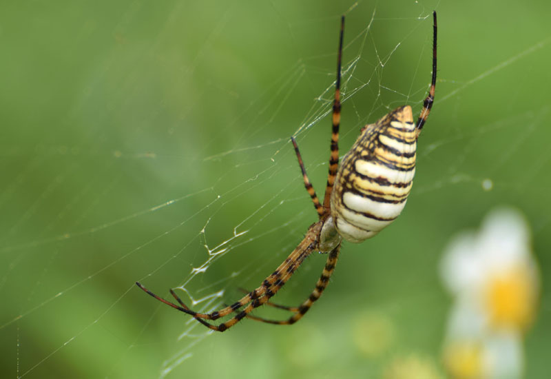 Banded Garden Spider: Are They Poisonous to You and Your Plants?