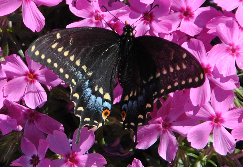 Nectar Plant Recommendations