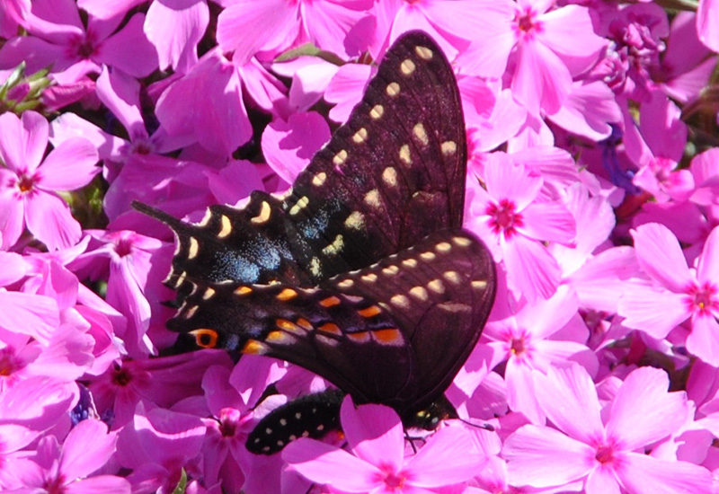 Black Swallowtail Host Plants: Essential Guide for Gardeners