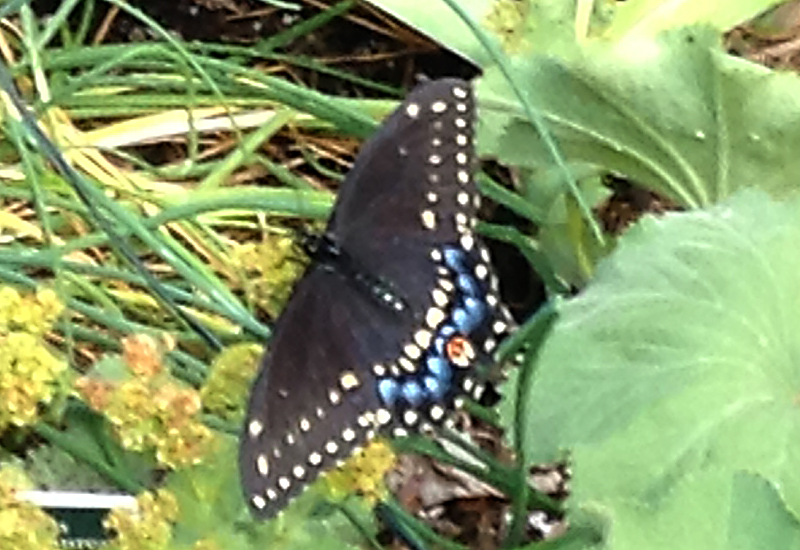 Distinctive Markings