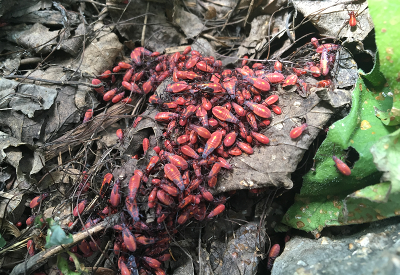 Life Cycle of Boxelder Bugs: A Fascinating Journey Unveiled