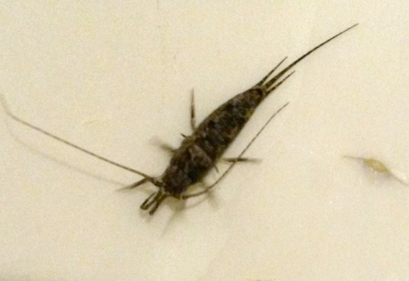 Molting Process