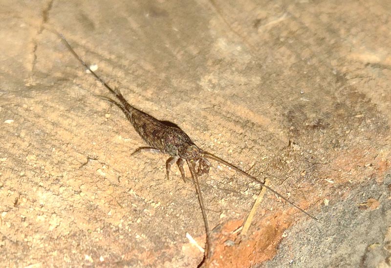 Bristletail: All You Need to Know in a Quick Guide