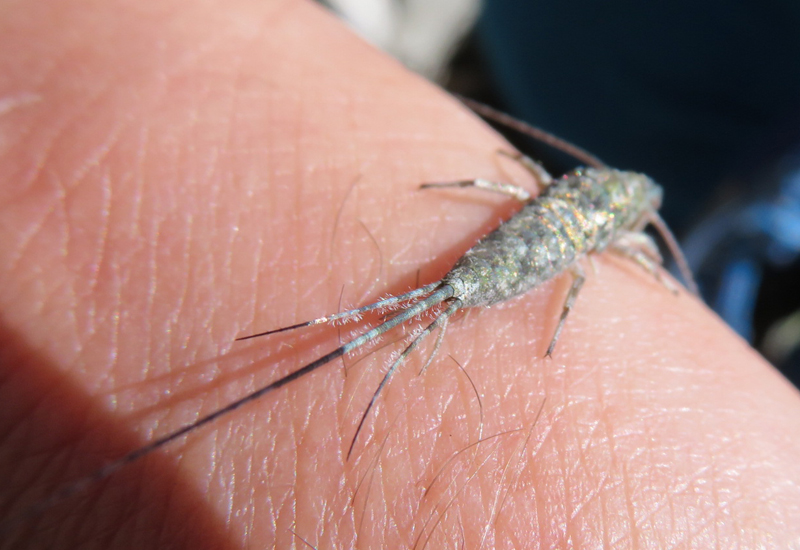 Wingless Insects