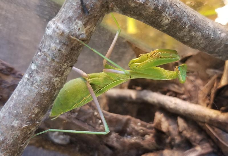 European Mantis