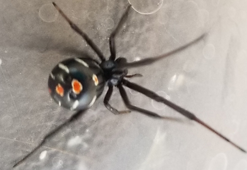 Body Size and Coloration