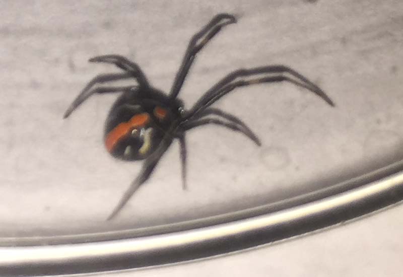 Immature Black Widow