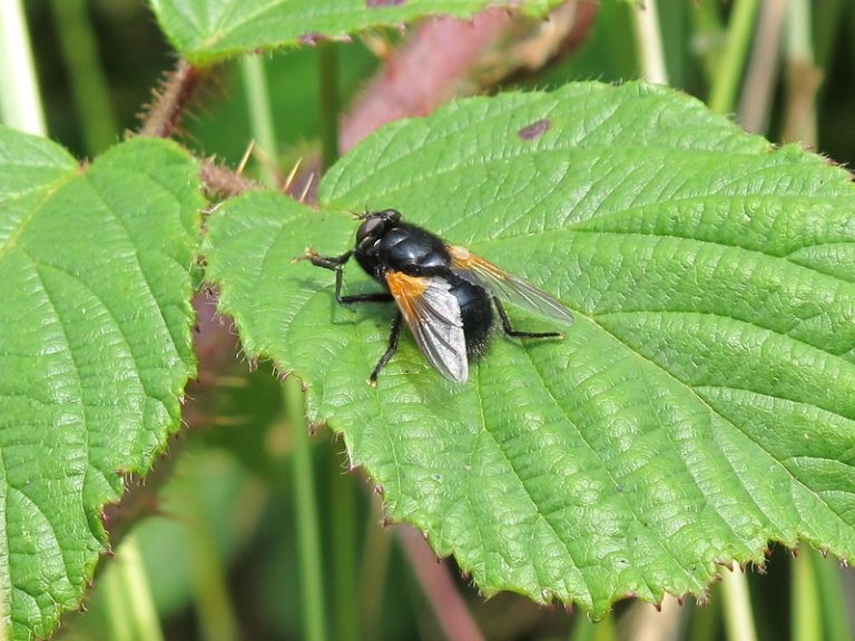 how-to-get-rid-of-flies-fruit-house-drain-flies-what-s-that-bug