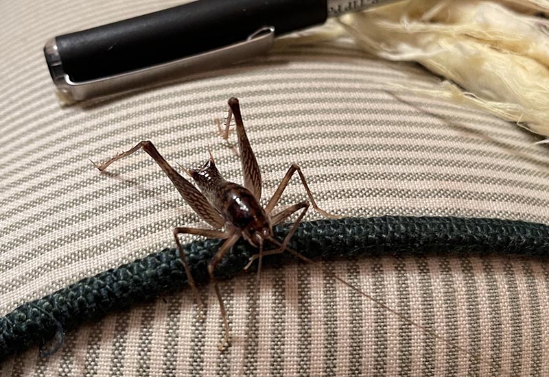 What Do Camel Crickets Eat? A Quick Guide to Their Diet