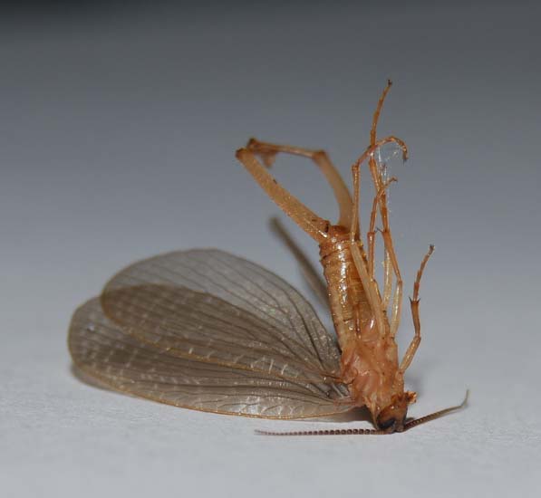 Forcepflies: All You Need to Know