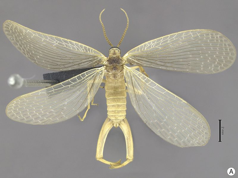 Forcepflies: All You Need to Know