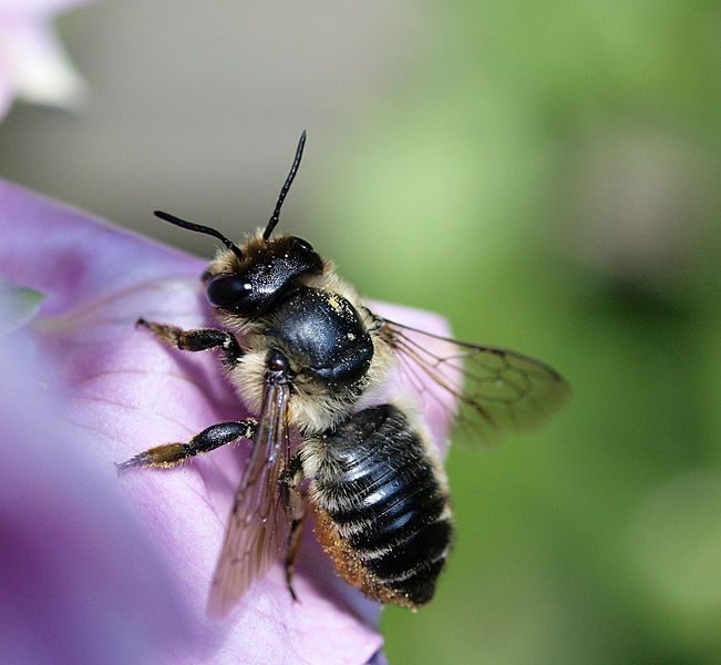 Leafcutter Bees