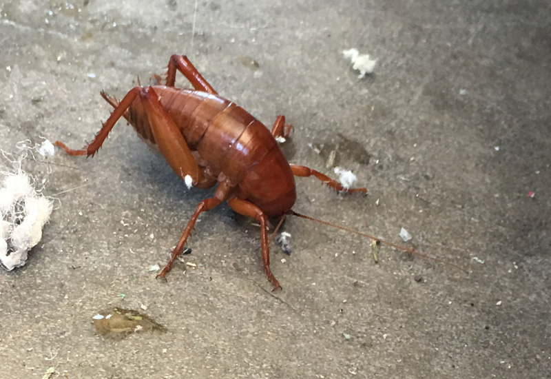 Other Camel Cricket Types