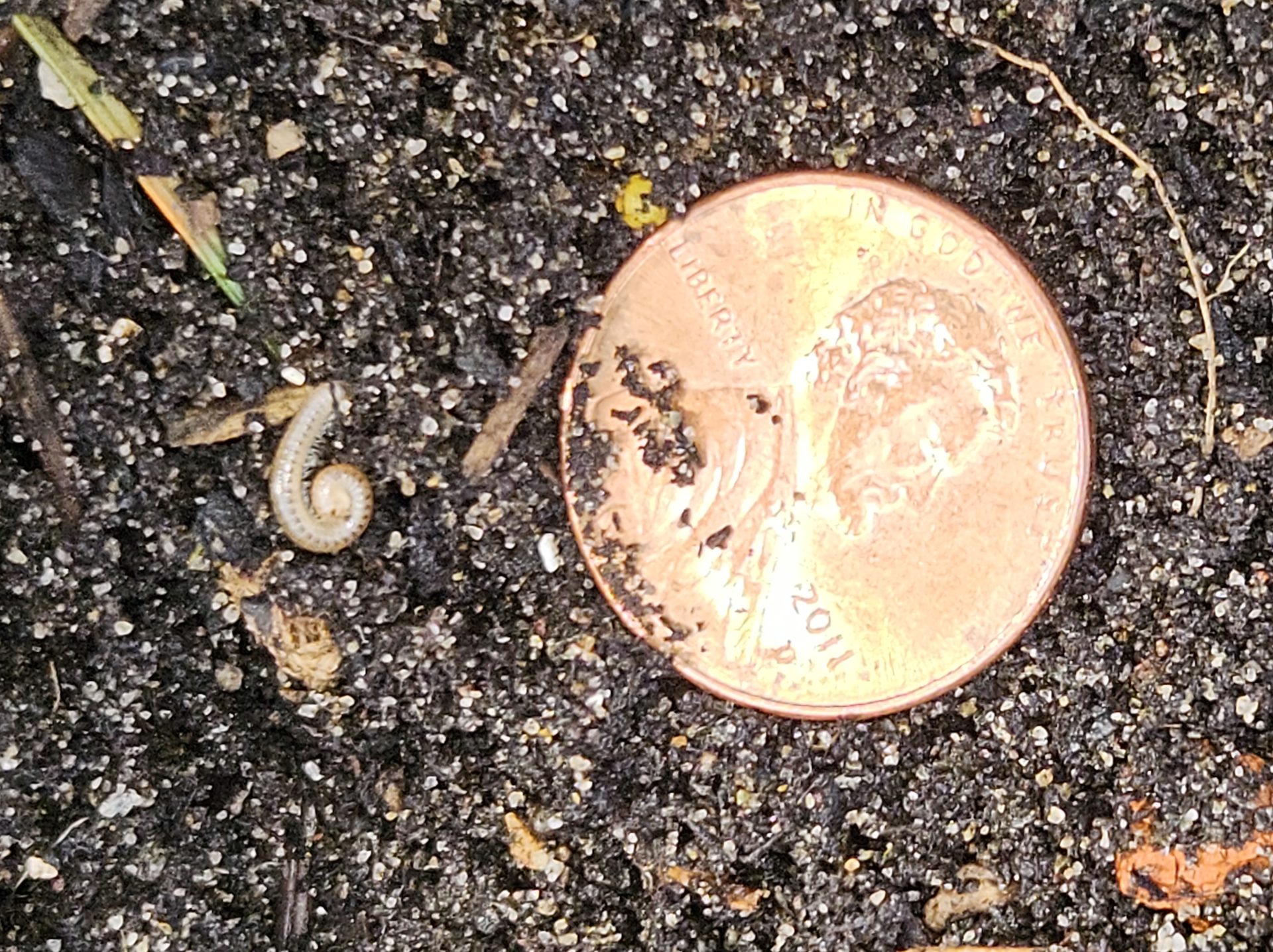 Milon Insects Millipede - What's That Bug?