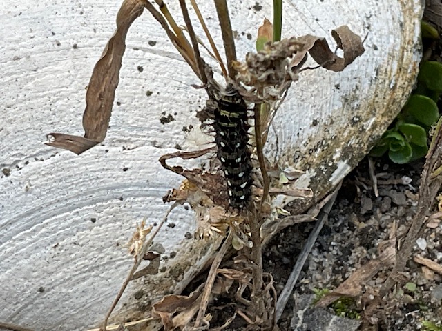 Caterpillar