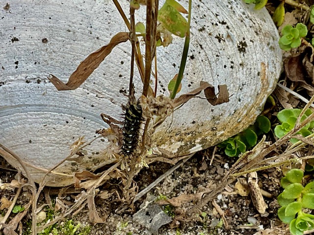 Caterpillar