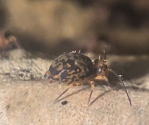 Chubby Springtails - What's That Bug?