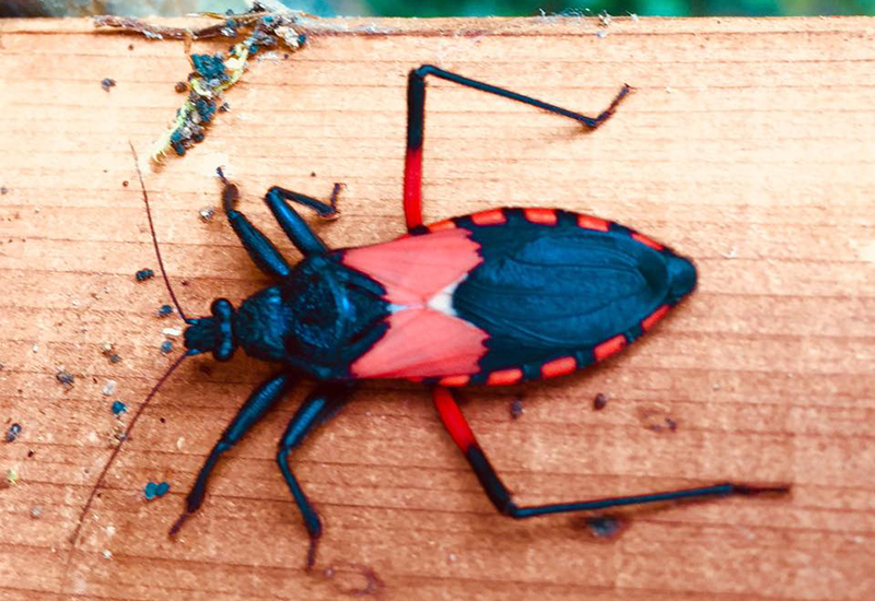 Are They Harmful to Humans as Pests?
