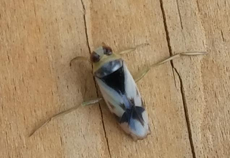Backswimmer vs Water Boatman