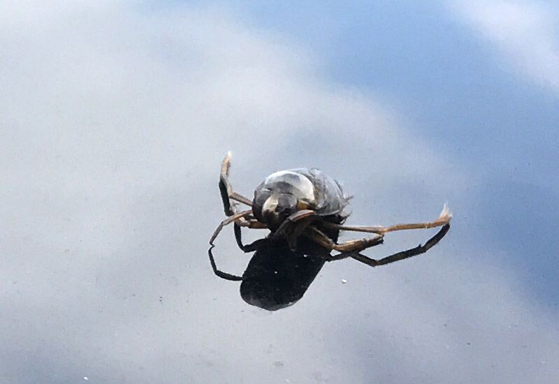 Backswimmer vs Water Boatman: A Deep Dive into Aquatic Insects