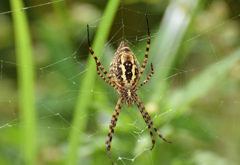 Identification and Physical Features