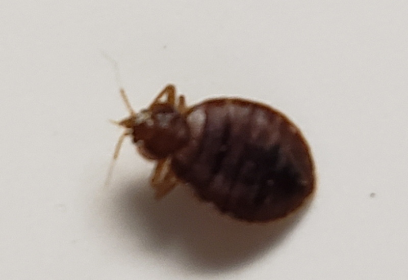 Bed Bug Bite Treatment: How to Disinfect Sheets for a Bug-Free Sleep