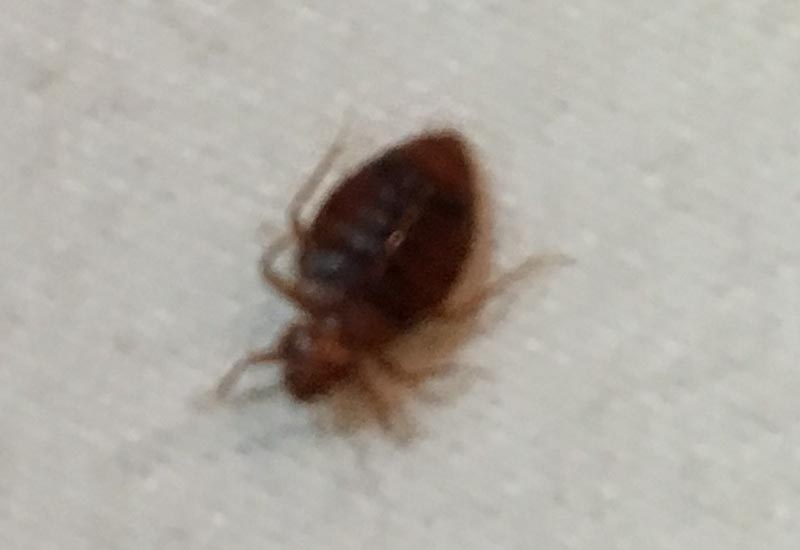 Bed Bugs