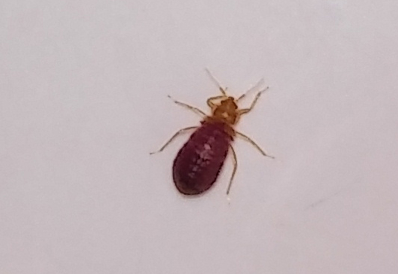Spider Beetle or Bed Bug? Identifying and Managing Common Home Invaders